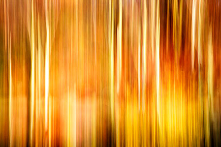 Birch Trunks and Autumn Leaves