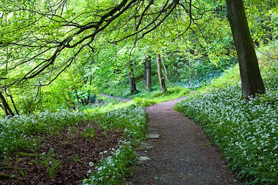 Wild Garlic in Strid Wood