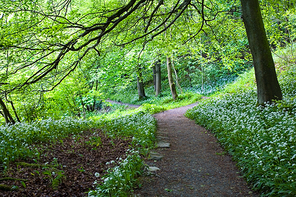 Wild Garlic in Strid Wood