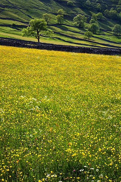 Summer in Wharefdale