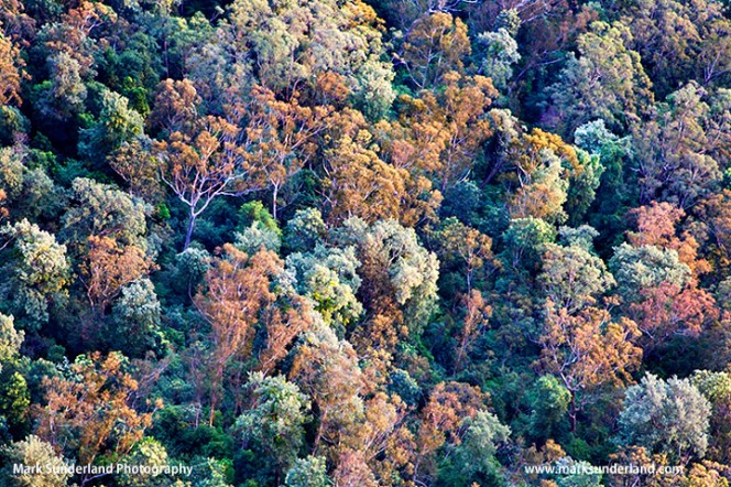 Eucalypus Trees in the Jamison Valley from Echo Point in Katoomba Blue Mountains New South Wales Australia