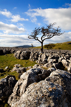 Lone Tree and Limestone Pavement - Afternoon