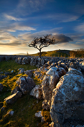 Lone Tree and Limestone Pavement - Sunset