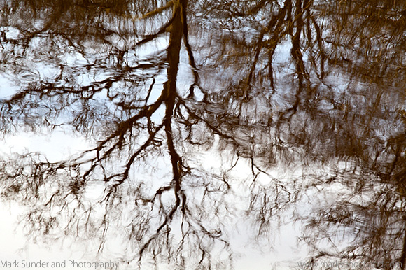Winter Tree Reflected in a River