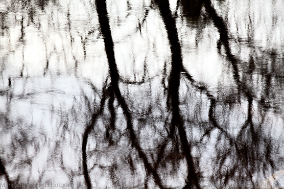 Winter Trees Reflected in a River