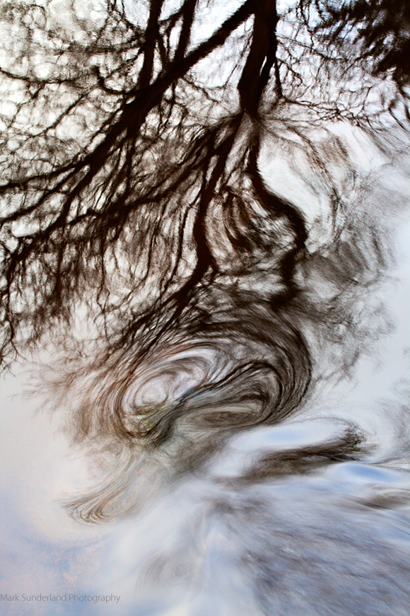 Reflected Winter Tree and Eddy
