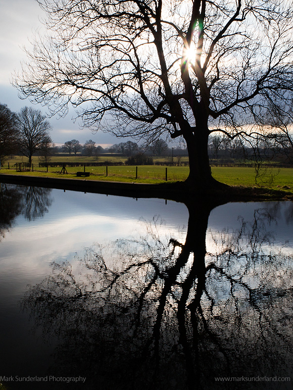 Winter Tree Silhouette