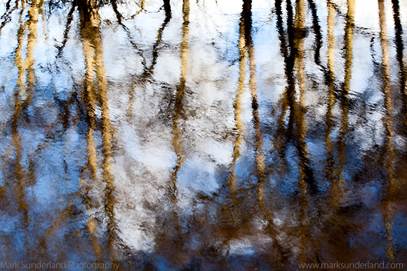 Reflections of Winter Trees