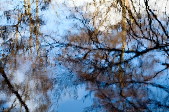 Reflected Branches and Sky