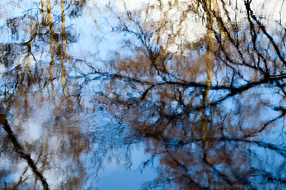 Reflected Branches and Sky