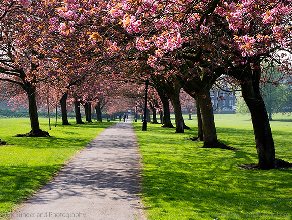 Cherry Blossom on The Stray in Spring Harrogate North Yorkshire England