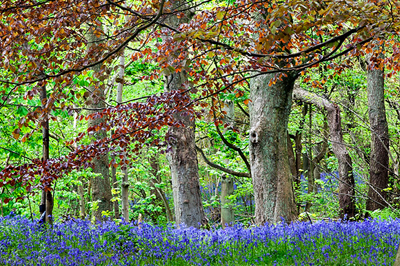 Bluebells and Colourful Foliage in Middleton Woods