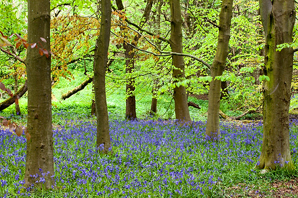 Bluebells and Beech Trees in Middleton Woods