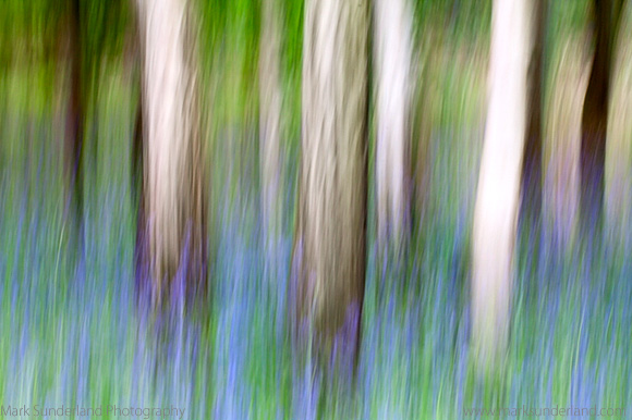 Impression of Bluebells and Silver Birch Trunks