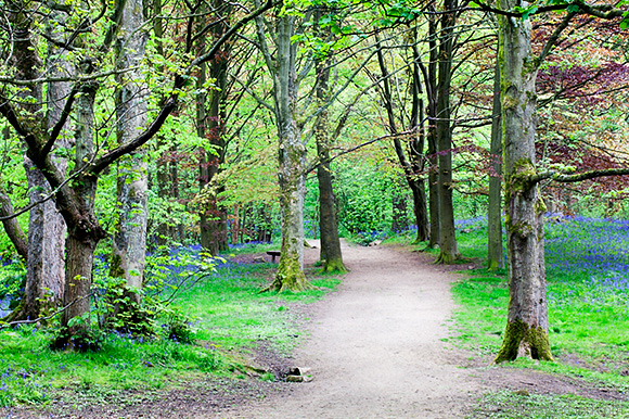 Bluebells along a Path through Middleton Woods