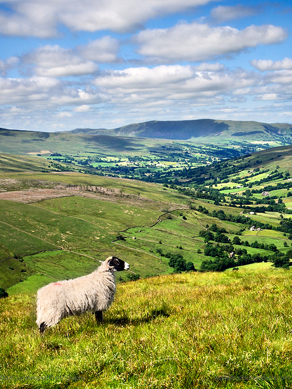 A Swaledale Sheep Stands Proudly on the Slopes of Great Knoutberry Hill Overlooking Dentdale Yorkshire Dales Cumbria England