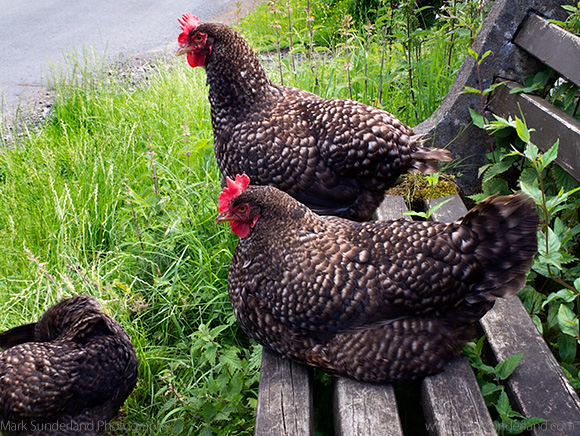 Hens Sitting on a Wooden Bench near Stone House in Dentdale Yorkshire Dales Cumbria England