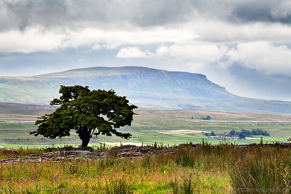 Lone Tree and Pen y Ghent from Gauber