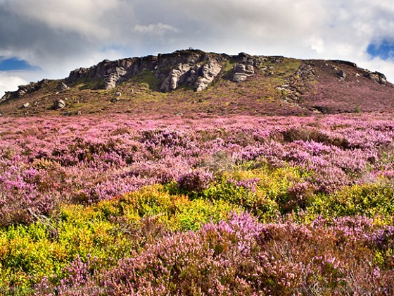 Simonside Hill and Heather Moorland in Summer near Rothbury Northumberland England