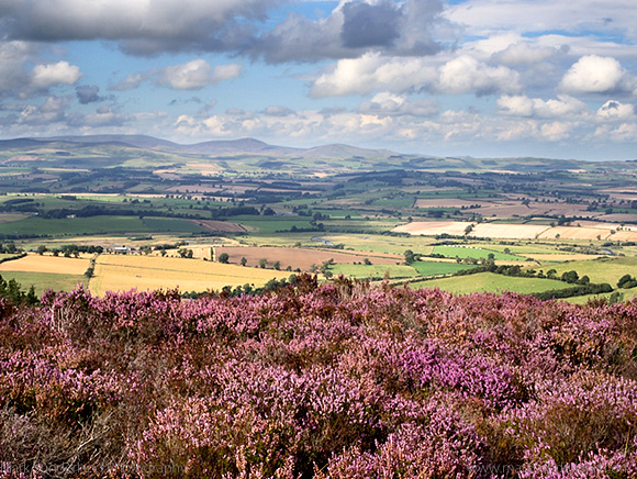 Heather Moorland in the Simonside Hills with Coquetdale and The Cheviots beyond near Rothbury Northumberland England