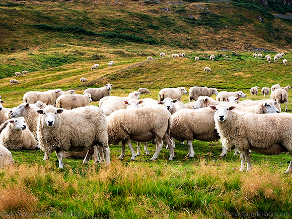 Sheep on the Slopes of Humbleton Hill near Wooler