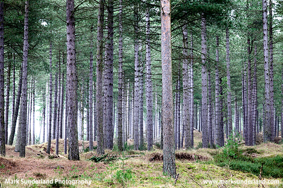 Light from the Tay Estuary spreading through pine trees in Tentsmuir Forest Tayport Fife Scotland