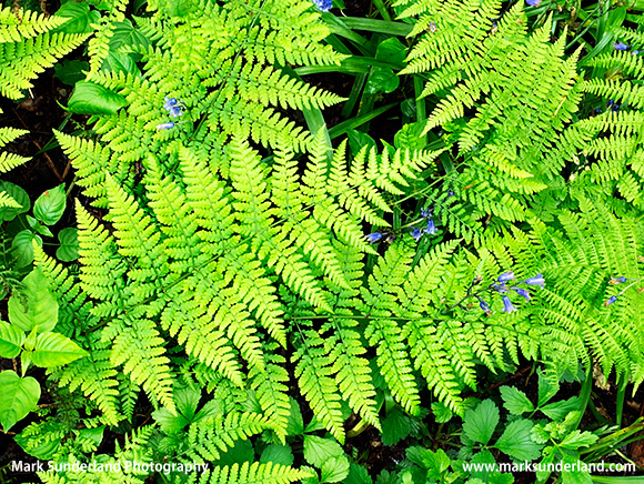 Fresh Forest Ferns and Bluebells in Middleton Woods Ilkley West Yorkshire England