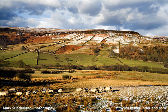 Sheep Grazing in Farndale in Winter North York Moors National Park England