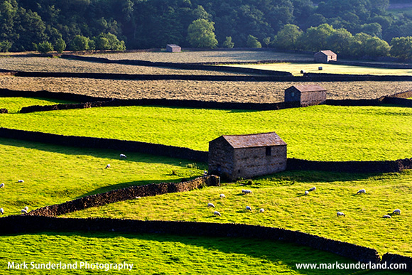 Field Barns at Gunnerside Swaledale Yorkshire Dales England