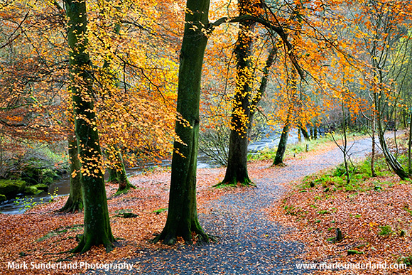 Path by the River Wharfe in Strid Wood in Autumn Bolton Abbey Wharfedale Yorkshire Dales England