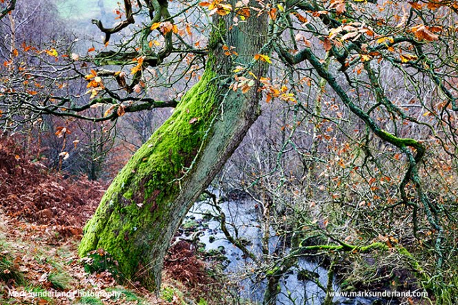 Autumn Tree near Bolton Abbey