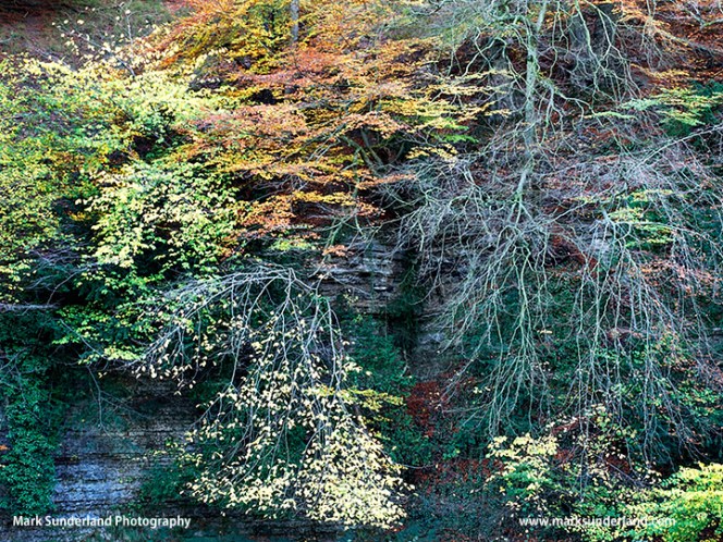 Autumn Colours in Seven Bridges Valley at Studley Royal