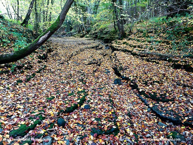 Autumn Leaves on a Riverbed in Chinese Wood near Ripon