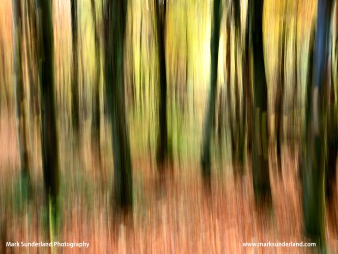 Skipton Woods in Autumn
