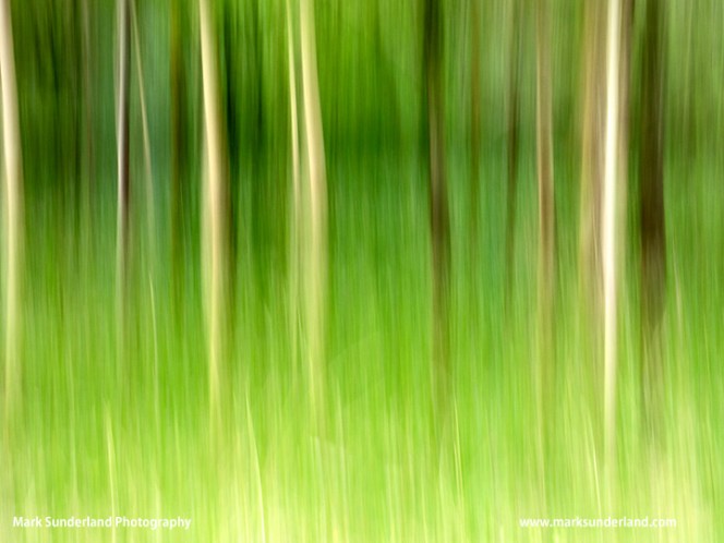 Birch Trees in Spring Bolton Abbey