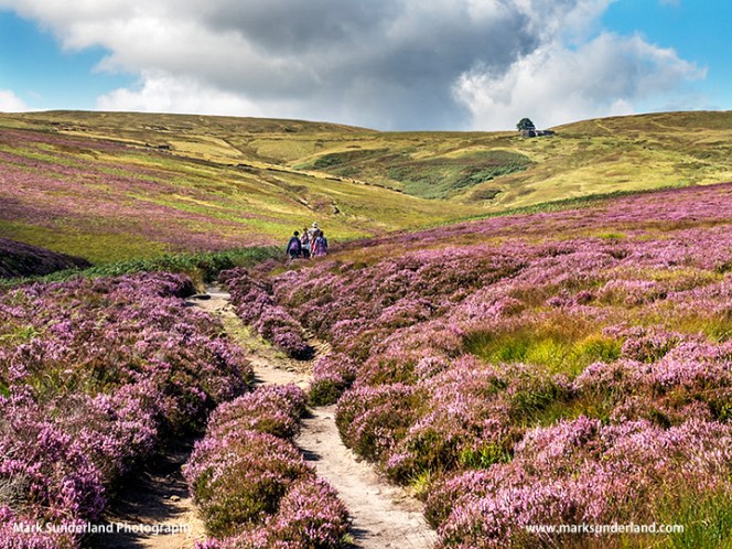 The Brontë Way Crossing Haworth Moor towards Top Withins on the Horizon