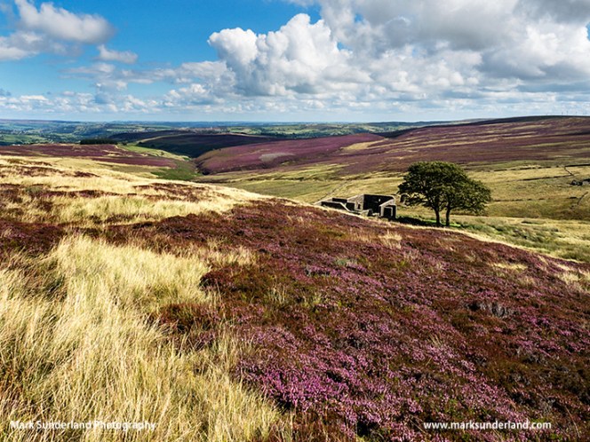 Top Withins on Haworth Moor in Summer