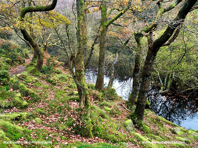 Guisecliff Wood in Autumn