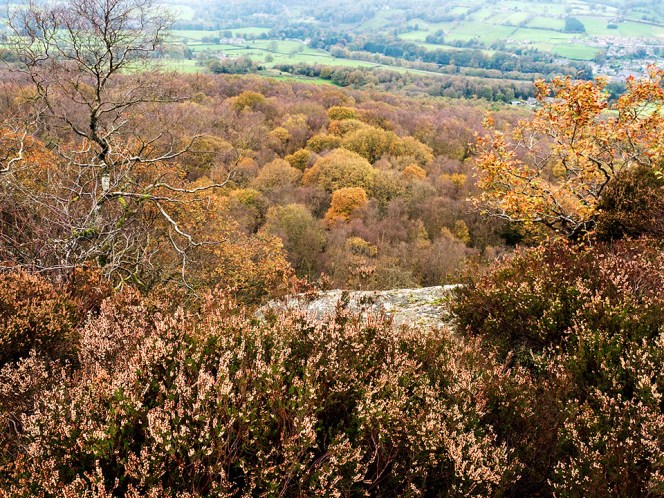 Guisecliff Wood in Autumn