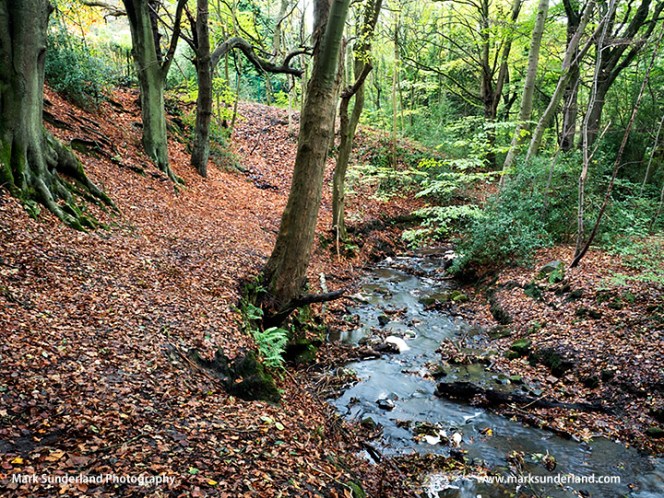 Birk Beck in Autumn Harrogate