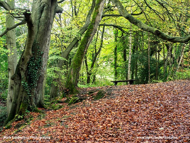 Birk Wood in Autumn