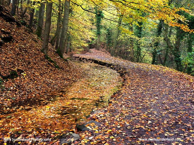 Skipton Castle Woods in Autumn