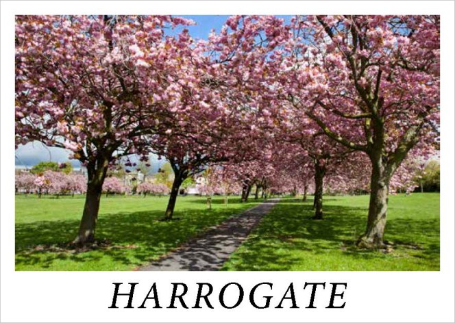 Cherry Blossom on The Stray at Harrogate