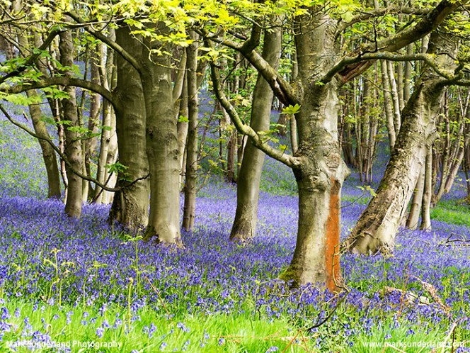 Bluebells in Barsneb Wood near Ripley