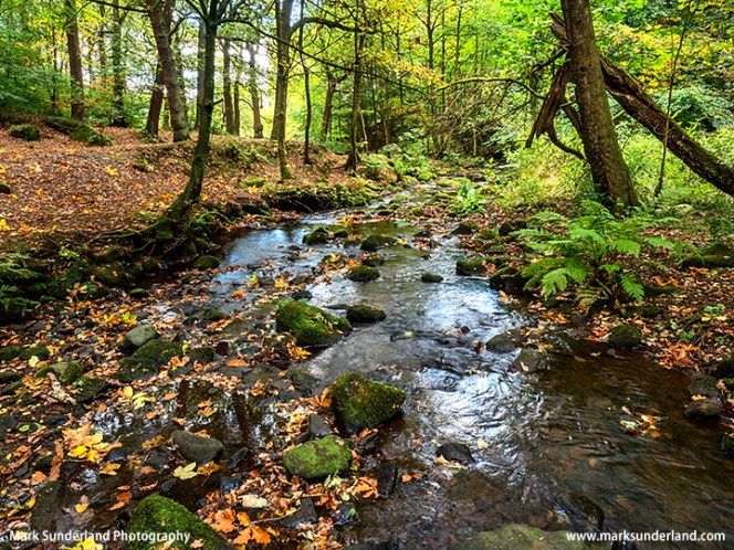 Loadpit Beck in Shipley Glen