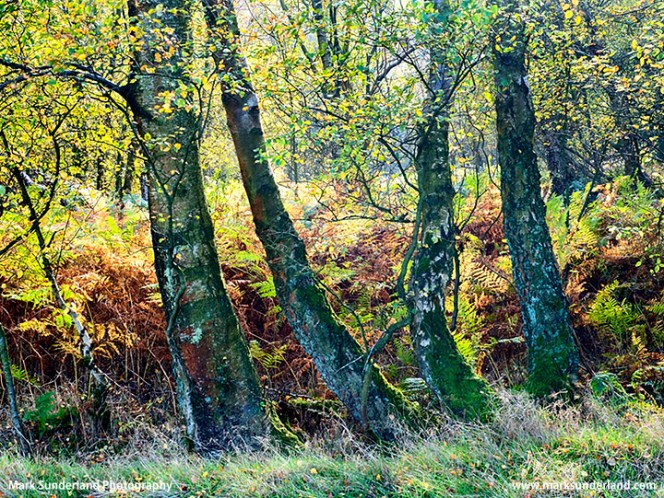 Birch Trees in Autumn at Guisecliff Wood