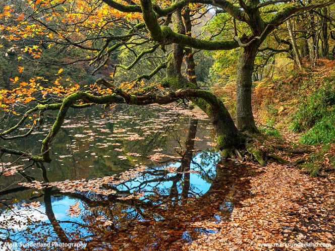 Autumn Oak Tree at Guisecliff Tarn