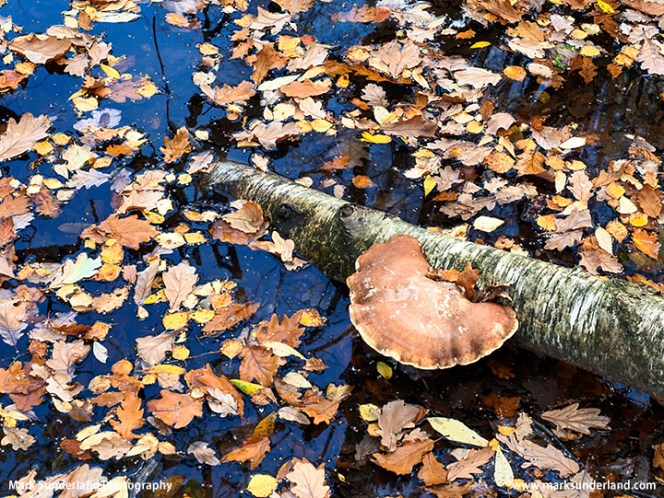 Bracket Fungus and Floating Leaves at Guisecliff Tarn