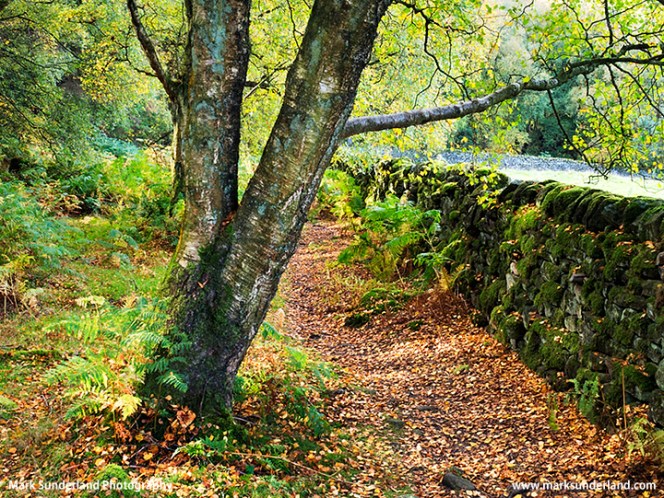 Footpath by a mossy stone wall in Skrikes Wood
