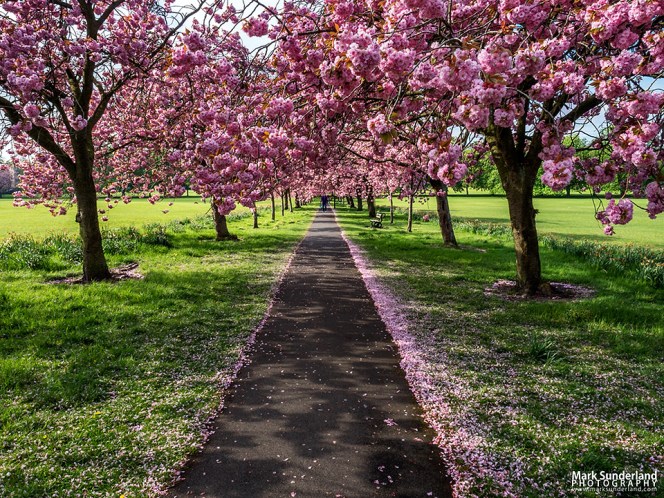 Path through Cherry Blossom in Spring on The Stray at Harrogate